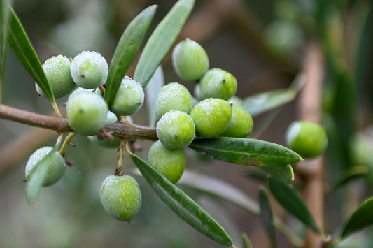 Olive Tree 101