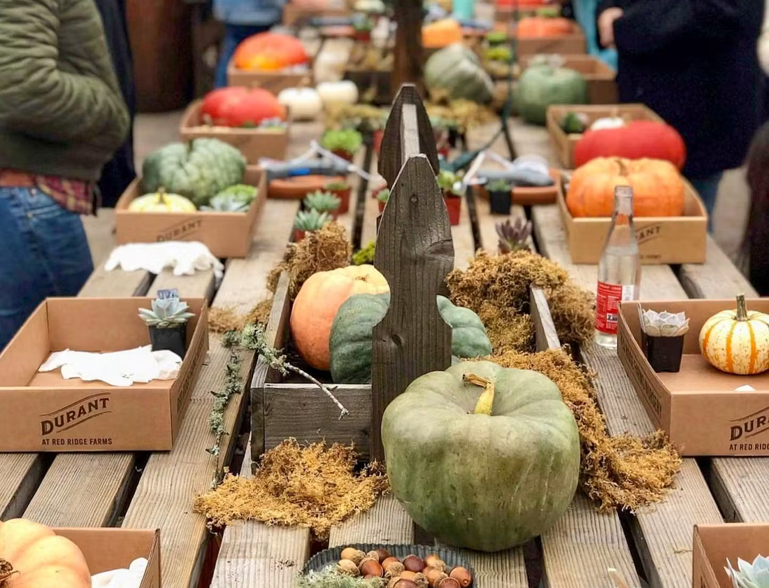 Garden Workshop: Pumpkin Succulent Arrangement