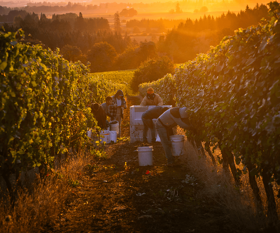 Durant at Red Ridge Farms | Durant Vineyards - Rooted in the Landscape
