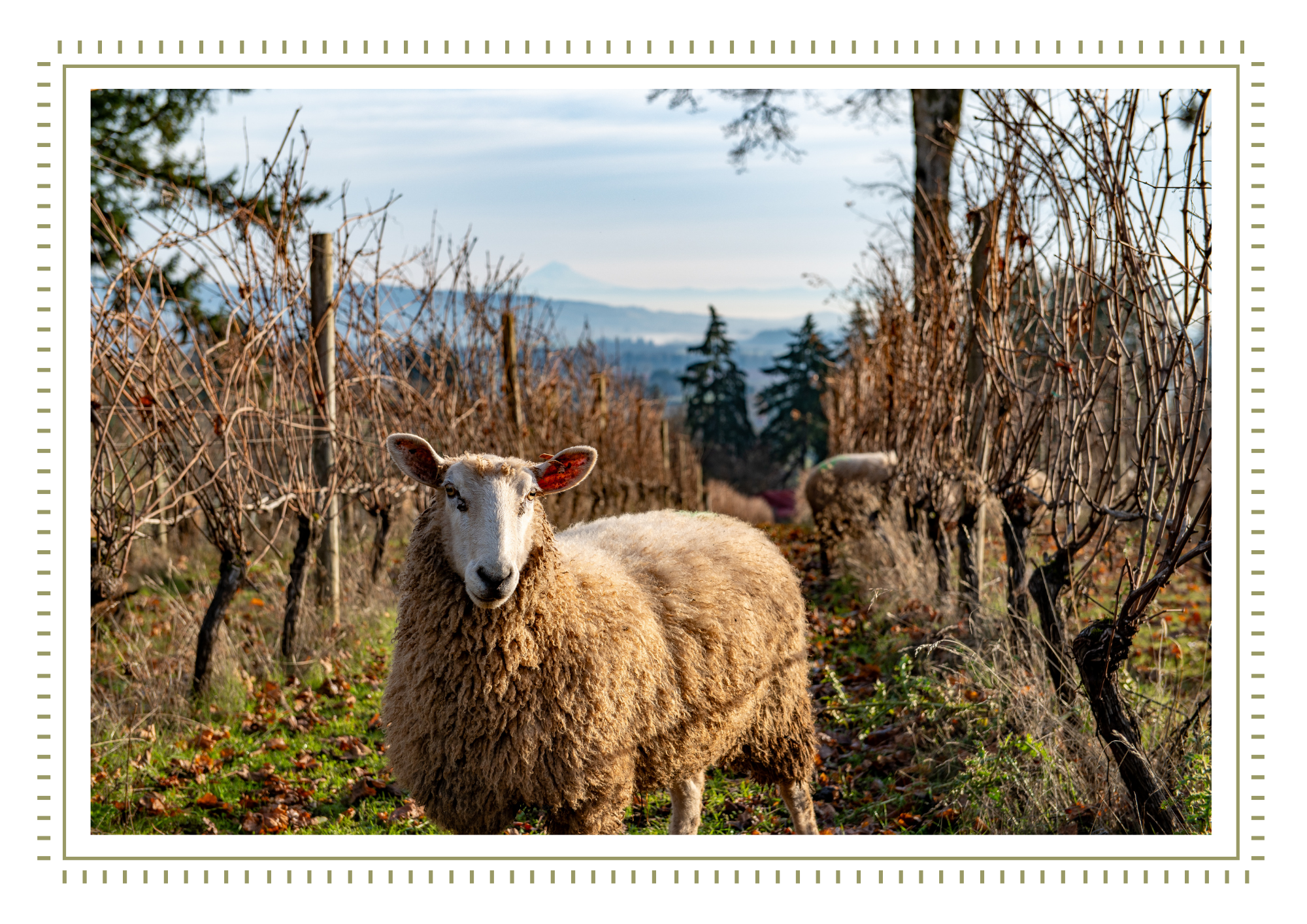 <p>When COVID-19 changed the way people gathered, the Durant <br/>family reimagined Olio Nuovo as a month-long celebration <br/>instead of a single weekend event. This milestone <br/>transformed Olio Nuovo into an even greater celebration of <br/>the land, the harvest, and the community that continues <br/>to make it one of Durant’s most anticipated traditions.</p>