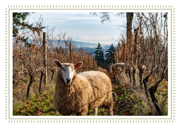 <p>The Durant property became Food Alliance Certified! This <br/>certification recognized the family’s ongoing commitment to <br/>responsible farming and stewardship of the land. The milestone <br/>reflects decades of thoughtful care for the vineyard, olive <br/>grove, livestock and farm while continuing to build a more <br/>sustainable future for the estate.</p>