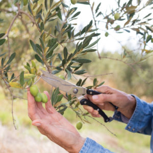 A woman pruning an olive tree